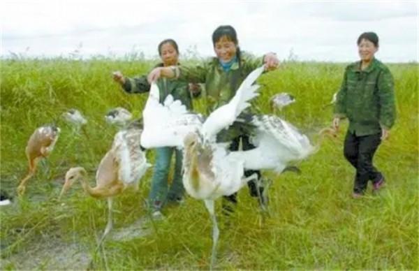 丹頂鶴女孩犧牲27年後，弟弟同樣在保護區殉職，今侄女接過接力棒