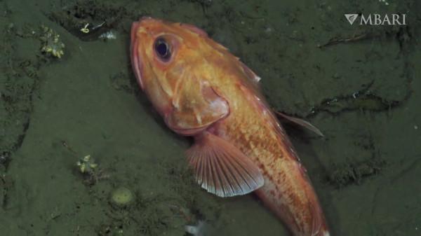 2021年拍攝到的珍稀深海生物 別樣又迷人