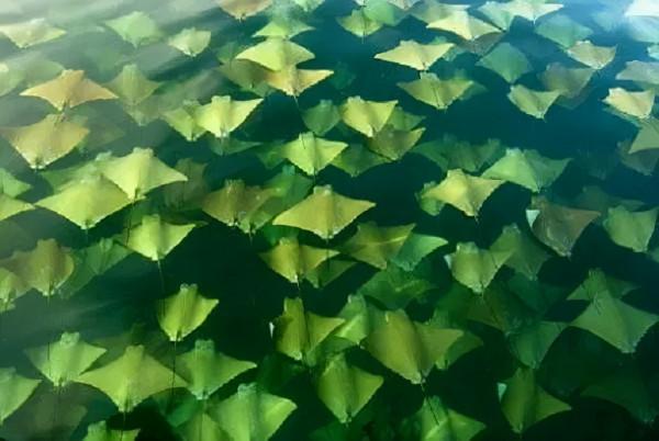 五個神奇的自然現象,如果遇到棋盤一樣的海浪,請馬上離開 五個神奇的自然現象,如果遇到棋盤一樣的海浪,請馬上離開