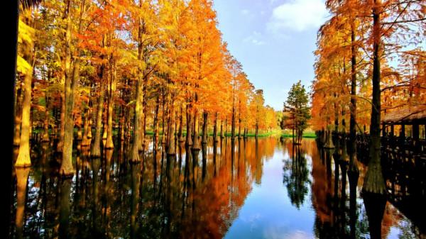 有一種紅叫紅杉林,驚豔了秋色,你去打卡了嗎? 有一種紅叫紅杉林,驚豔了秋色,你去打卡了嗎?