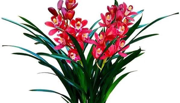 分享圖片：大紅精品蘭花66款