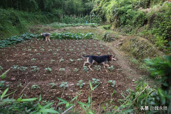 78歲老媽留守山村，種菜養雞養鴨樂在其中，去城裡兒子家呆不住