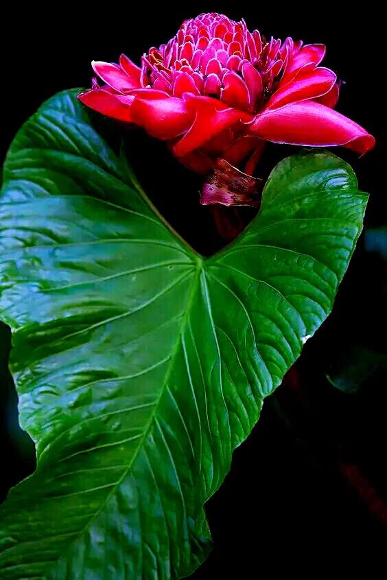 美麗的瓷玫瑰～獻給2022年元旦