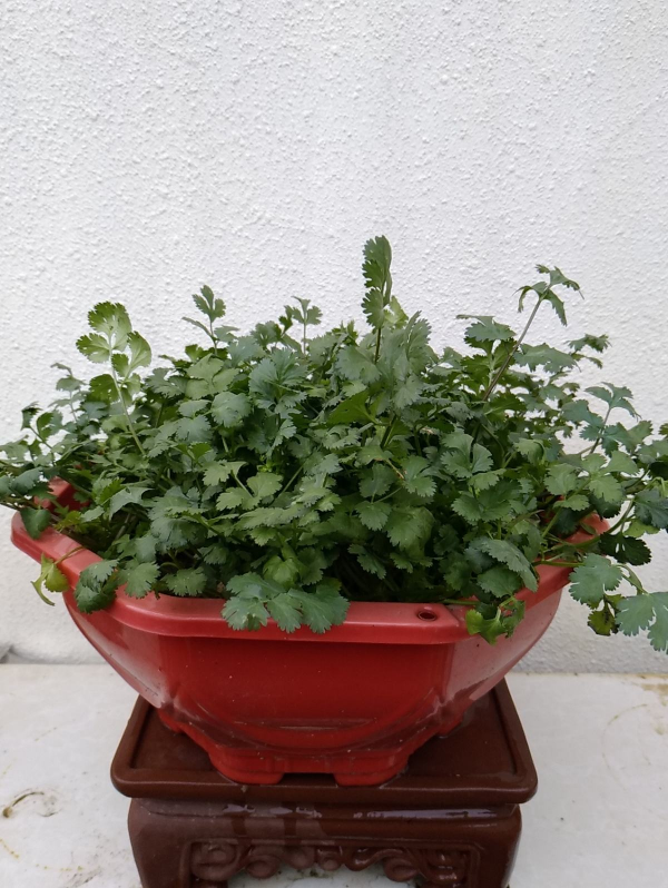 冬天多吃5種“大葉菜”,下雪後比肉都香,能吃到明年春天 冬天多吃5種“大葉菜”,下雪後比肉都香,能吃到明年春天