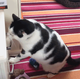 從營養不良的病貓,到長成“肥牛”,中間只差一位愛它的鏟屎官 從營養不良的病貓,到長成“肥牛”,中間只差一位愛它的鏟屎官