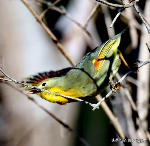 「百將文化」紅嘴相思鳥羽衣華麗、動作活潑、姿態優美、鳴聲悅耳 「百將文化」紅嘴相思鳥羽衣華麗、動作活潑、姿態優美、鳴聲悅耳