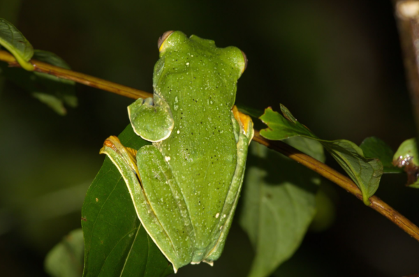 竟然又是雲南！1只黑蹼樹蛙重新整理蛙類棲息最高紀錄，它有多厲害？