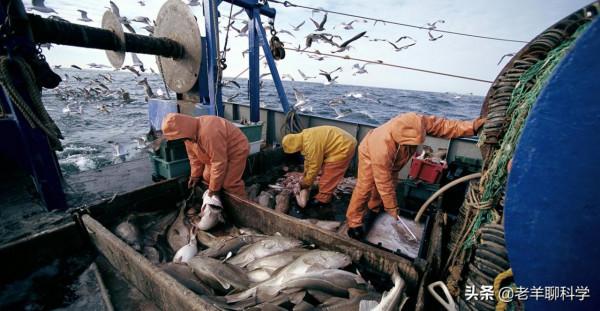 瘋狂“搶”漁20年後，日本漁業陷入死局，扶不起就破罐子破摔？