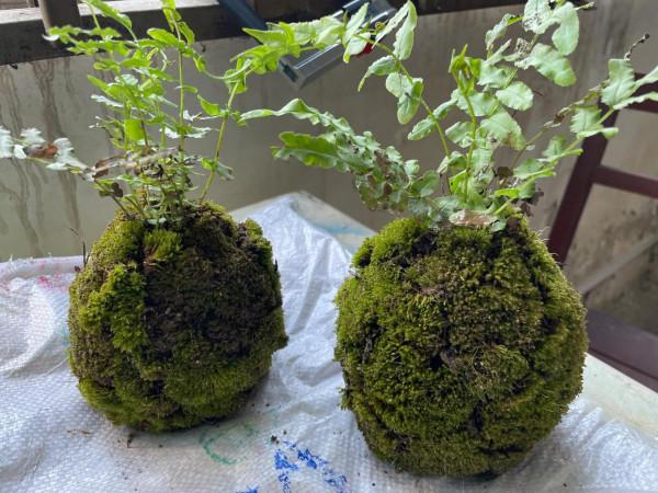 綠色小清新，不用花錢去買，你也可以擁有