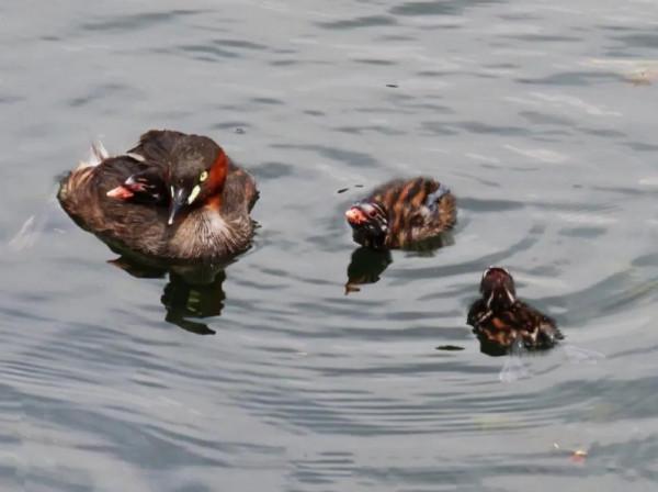 瞧這一家子—小鸊鷉的幸福生活 瞧這一家子—小鸊鷉的幸福生活