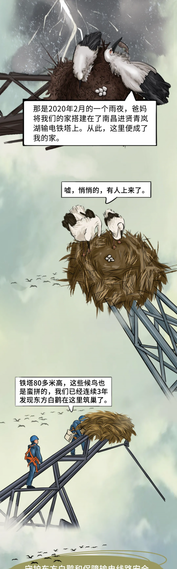 超萌！東方白鸛江西直播秀來了