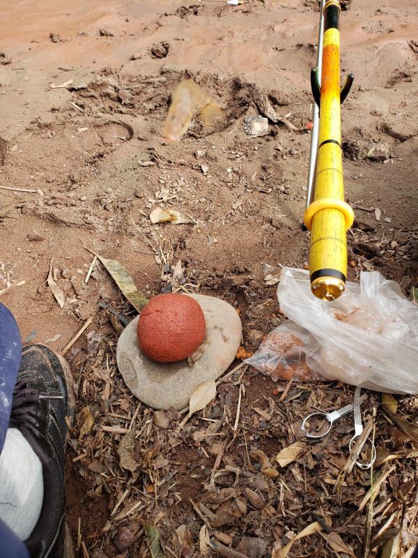 週六跑魚周天來河到灘邊繼續作釣,驚喜就在瞬間出現了…… 週六跑魚周天來河到灘邊繼續作釣,驚喜就在瞬間出現了……