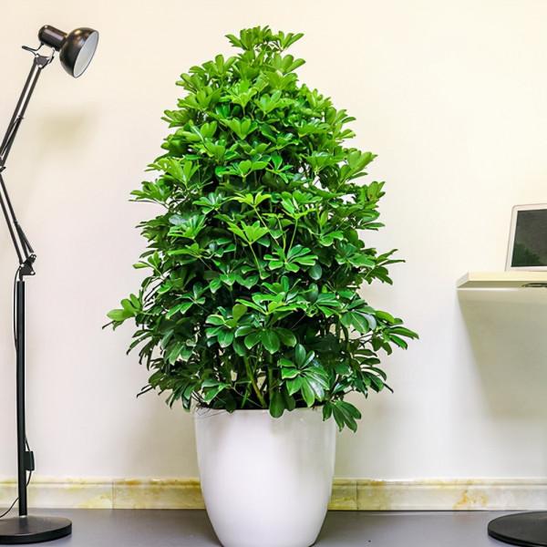 七葉蓮一年四季常綠，容易扦插繁殖的綠植