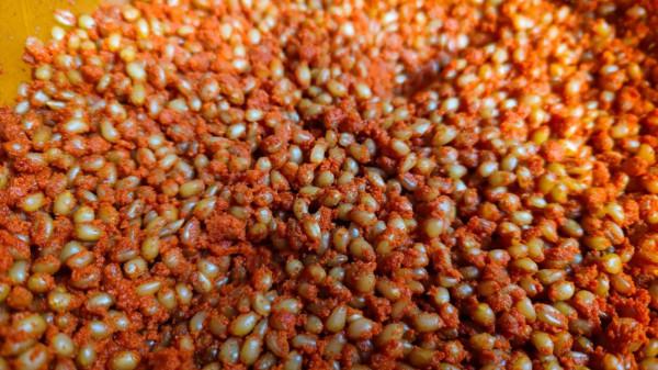 冬季野釣小魚鬧窩？不存在，我已研究出獨家配方，只取窩裡大鯽魚