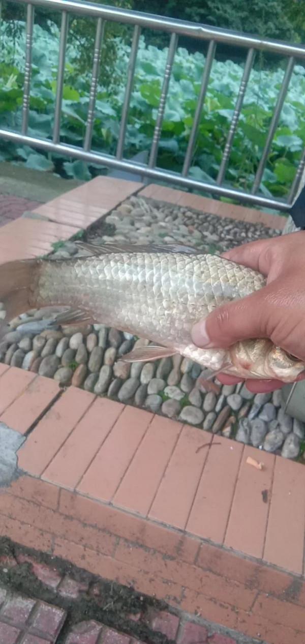 釣魚就是個情調，釣的是個心情，純正野釣走到底不變心