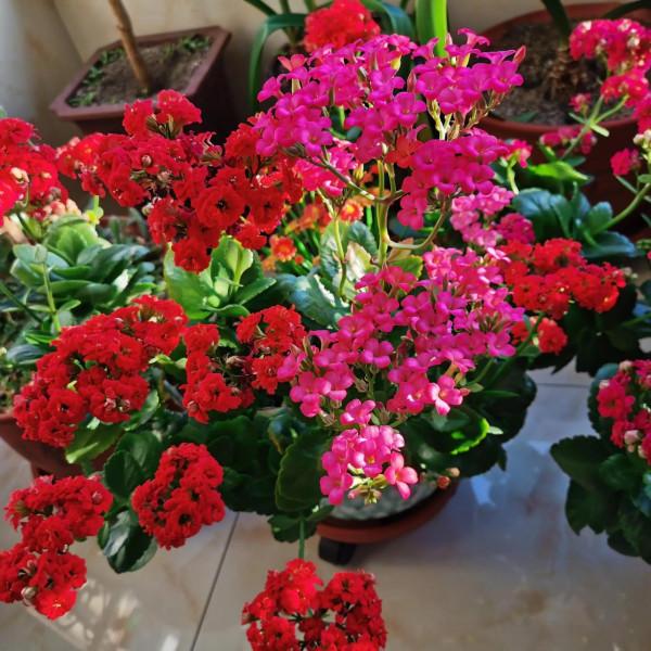 看看我家的長壽花，開爆盆了