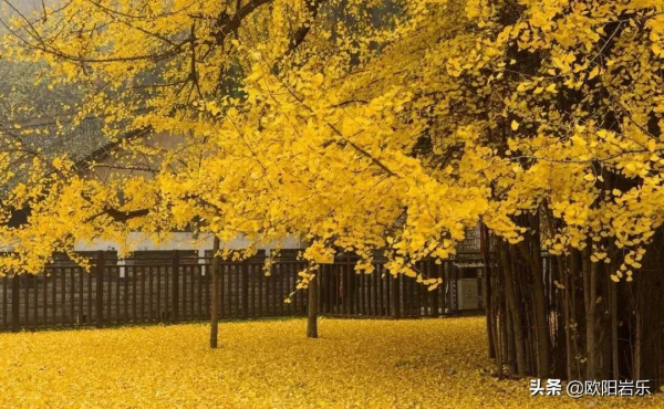 秋去秋來！中國最美的12個地方，你去過幾個？