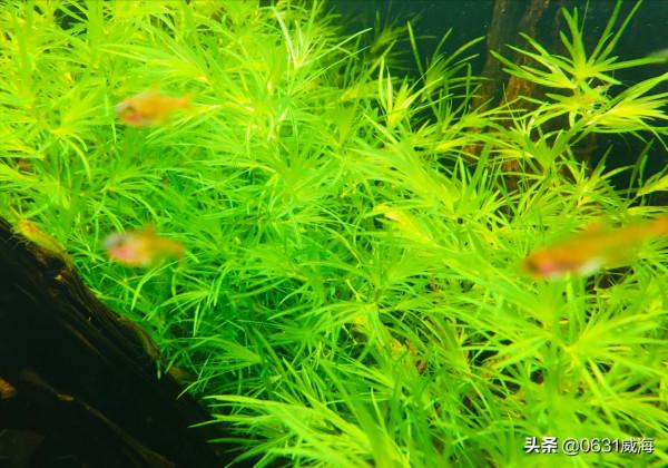 新手用底砂過濾一定要做到正確，如果盲目操作就會適得其反