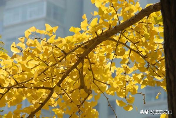 安徽秋遊,五個自駕推薦地|去趕赴秋天的盛會 安徽秋遊,五個自駕推薦地|去趕赴秋天的盛會