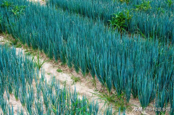 種植大蔥大蒜和韭菜，不用化肥不用藥，一澆一噴環保又高產