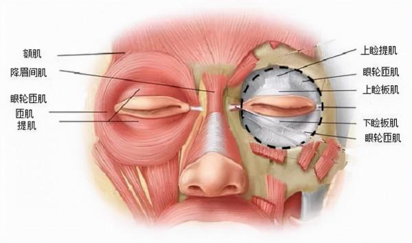 同在一張臉上兩隻眼睛高度卻不同呢? 同在一張臉上兩隻眼睛高度卻不同呢?