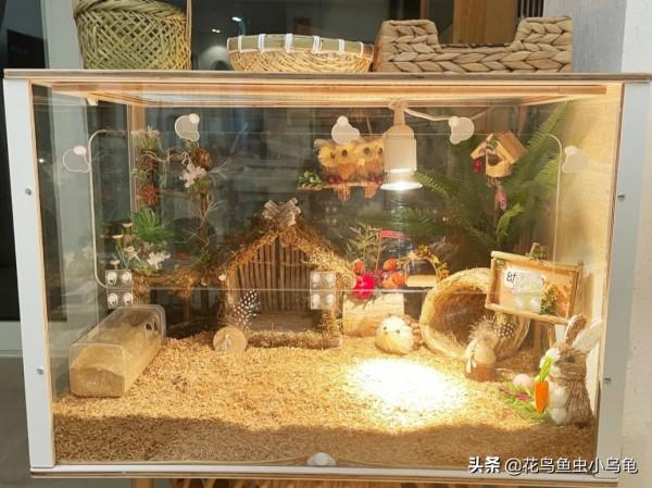 寵物養出新境界,養蘆丁雞,造景、撿蛋兩不誤 寵物養出新境界,養蘆丁雞,造景、撿蛋兩不誤