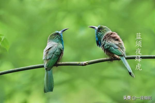 鳥兒美成雙。杭州翁劍敏/攝影 鳥兒美成雙。杭州翁劍敏/攝影