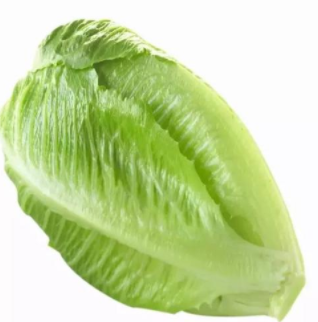 減肥高手——生菜