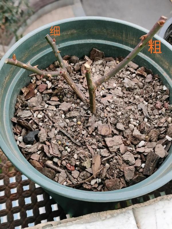 月季界頂流&OpenCurlyDoubleQuote;強枝弱剪，弱枝強剪&rdquo;的真諦