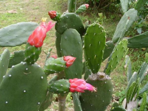 適合新手養的5種花,讓你少走彎路,花開多姿又美豔,別猶豫了 適合新手養的5種花,讓你少走彎路,花開多姿又美豔,別猶豫了
