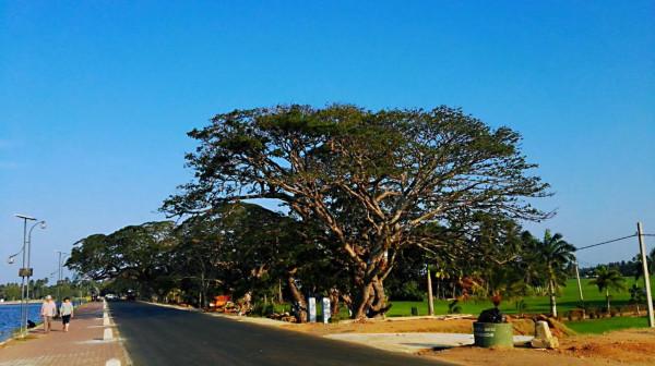 斯里蘭卡之旅(17)蒂瑟默哈拉默 斯里蘭卡之旅(17)蒂瑟默哈拉默