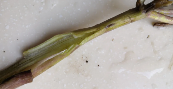 當歸之性功主治 | 為無學堂--古道中醫成長記（八）