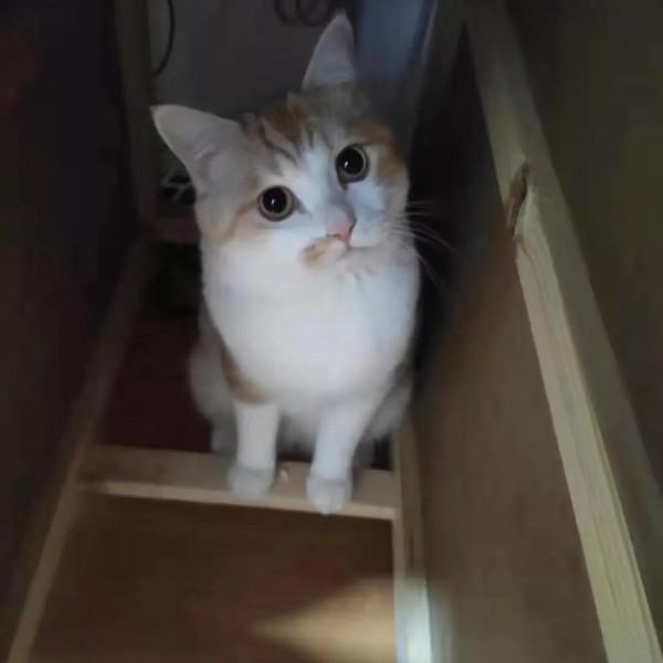 從對貓咪認知的改變讓我相信萬物真的皆有靈