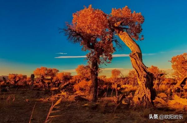 國內這6個地方的胡楊林，美得無法無天！此生一定要去看一次