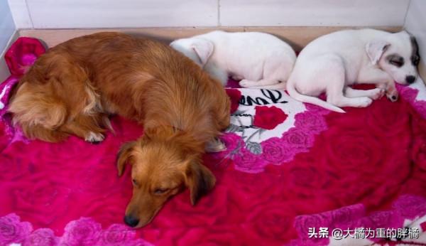 3只小狗被傷害，流浪狗媽難以接受，每天反覆尋找，兇手倒挺自在