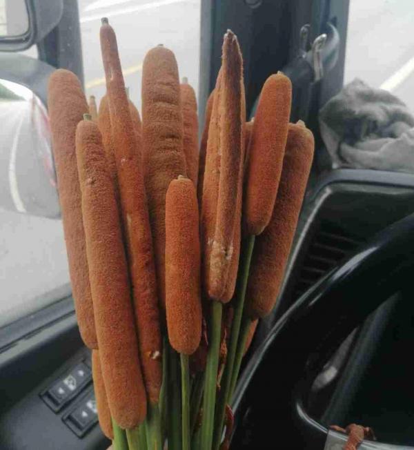 路邊的蒲公英，比拳頭還大，太可愛了