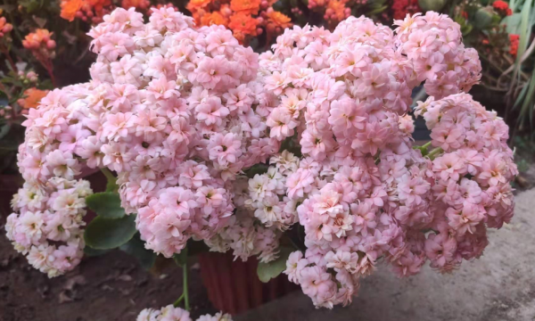 冬天養什麼花好?只要室內有暖氣,選擇這4種,怎麼養都開花 冬天養什麼花好?只要室內有暖氣,選擇這4種,怎麼養都開花
