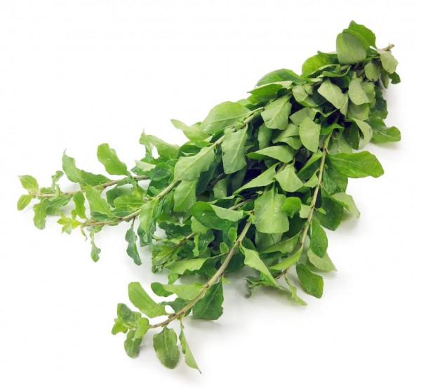 中藥裡的“全身是寶”系列之（四）——枸杞