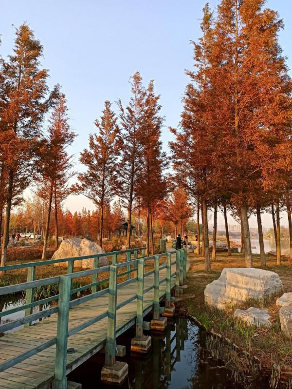 波光瀲灩水杉紅，層林盡染如畫中（之五）