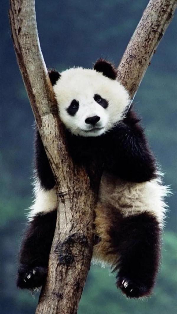 圖片分享—呆萌可愛大熊貓