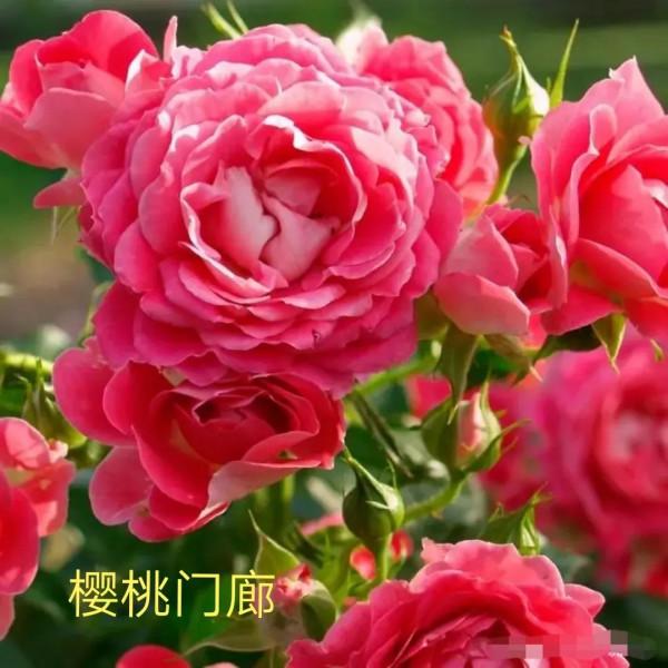 花量巨大的“門廊”系列月季品種