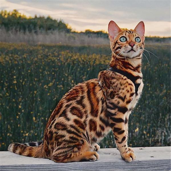 這幾種貓“太貴”了，沒錢根本養不起，能養的都不是普通人