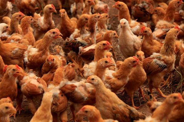 辭去月薪五千的工作回家養土雞能賺錢嗎