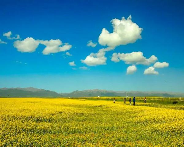 分享：油菜花海，芳香四溢，景色宜人，令人陶醉