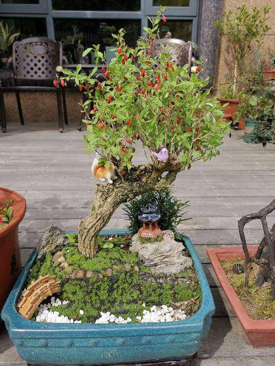 南方養花，並沒有大家說的那麼好，經歷了才知道痛苦