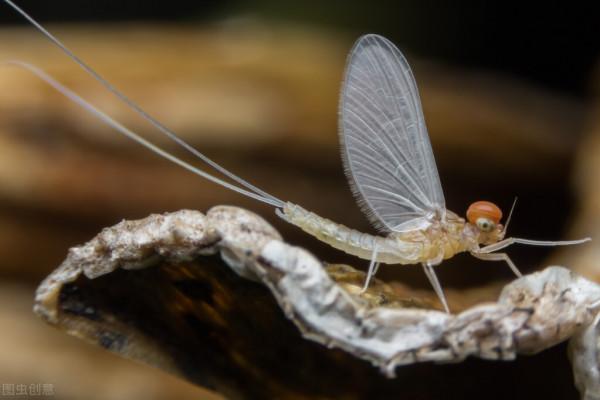 生物的壽命排名——最短暫與永生的生命
