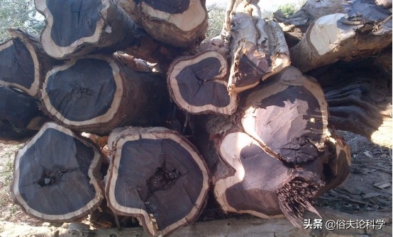 太值錢了!四川一工地發現40米長的烏木,如果不上交會怎樣? 太值錢了!四川一工地發現40米長的烏木,如果不上交會怎樣?