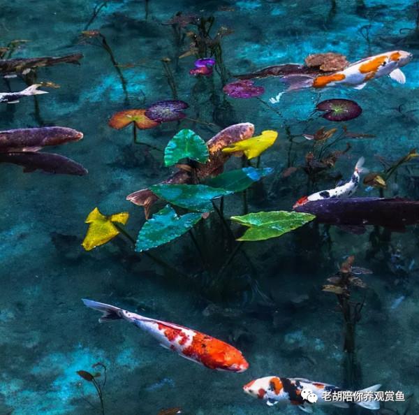 魚缸是否必須要加氣泵 魚缸是否必須要加氣泵