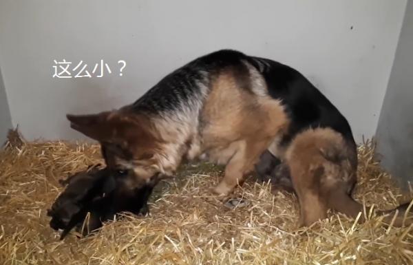 母犬生產完後該如何照顧？記得千萬不要立刻為狗狗洗澡