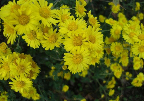 人共菊花醉重陽